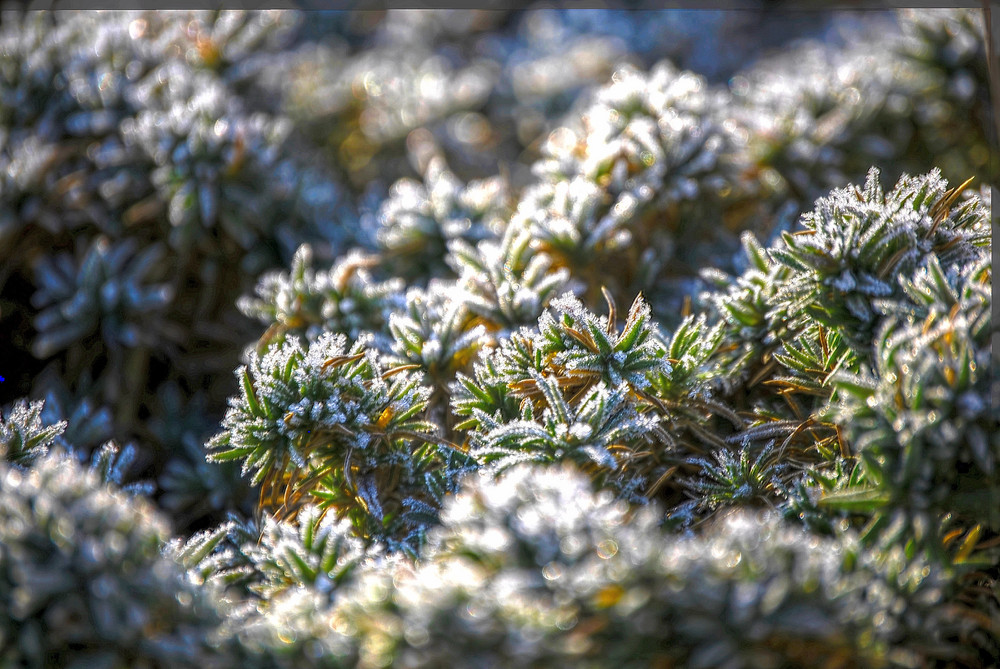 Steingartenpflanzen im Frost