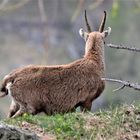 Steingeis auf dem Berg (Geisstrift )