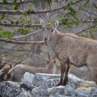 Steingeis mit Jungsteinböcken 