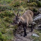 Steingeiss am Güggisgrat Niederhorn