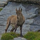 Steingeiss auf dem Niederhorn