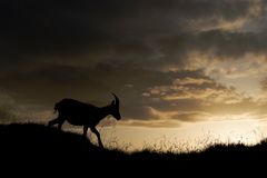 Steingeiss beim Sonnenuntergang