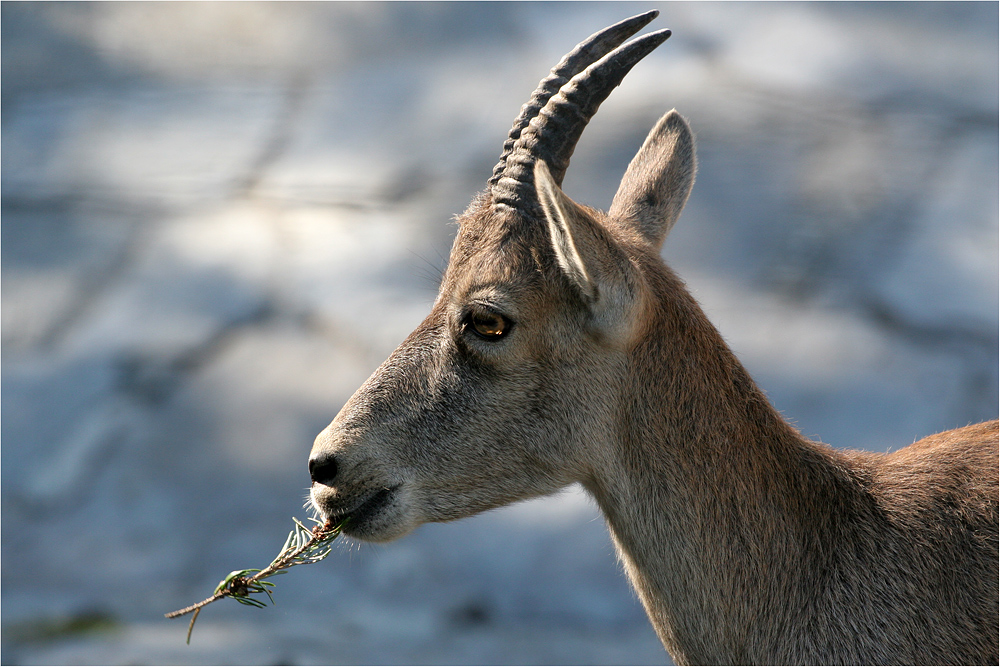 Steingeiss Foto & Bild tiere, zoo, wildpark & falknerei, säugetiere