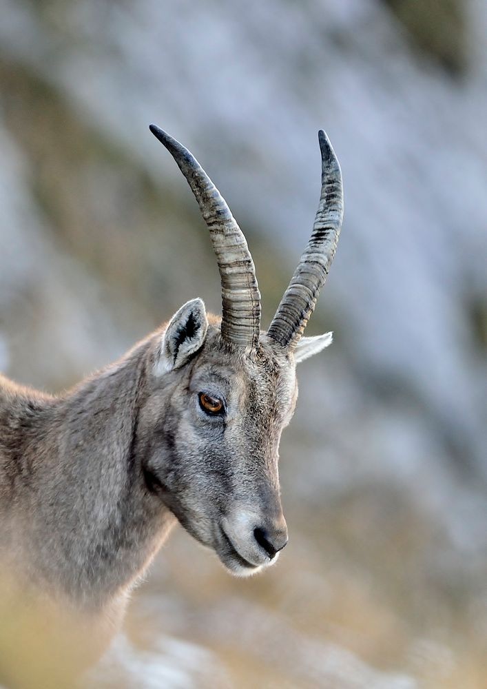 Steingeiß ganz nah Foto & Bild tiere, wildlife, säugetiere Bilder auf
