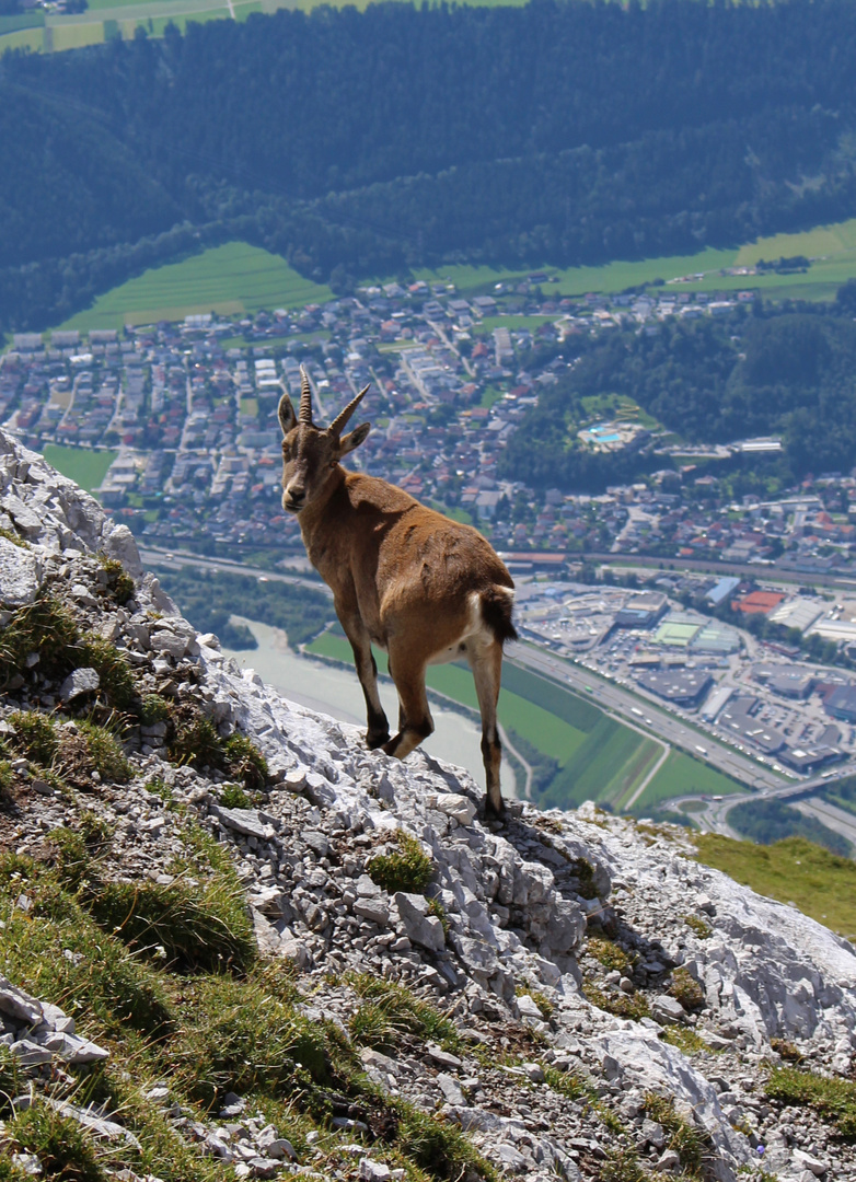 Steingeiß hoch über Innsbruck