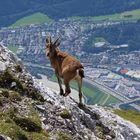 Steingeiß hoch über Innsbruck