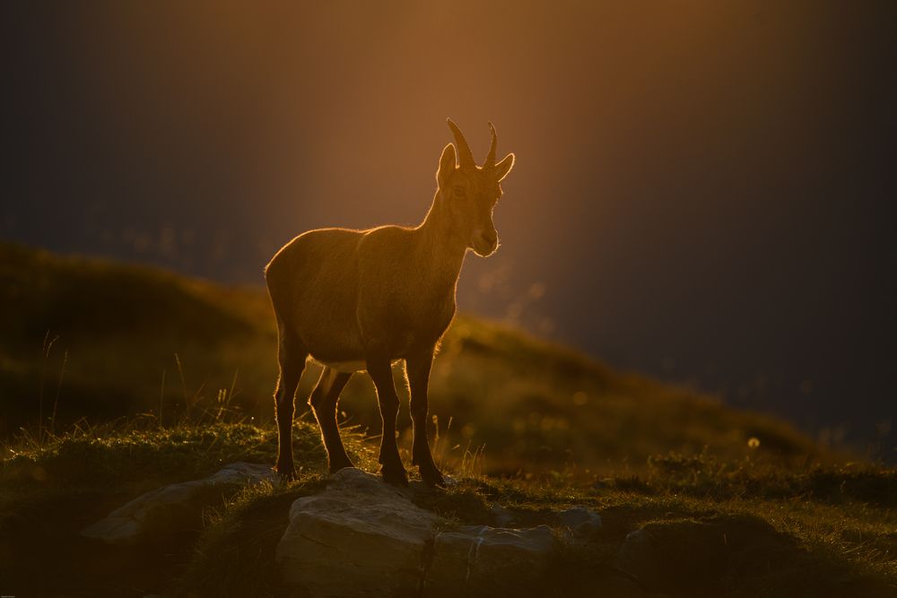 Steingeiss im Morgenlicht