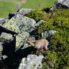 Steingeiss in den Felsen