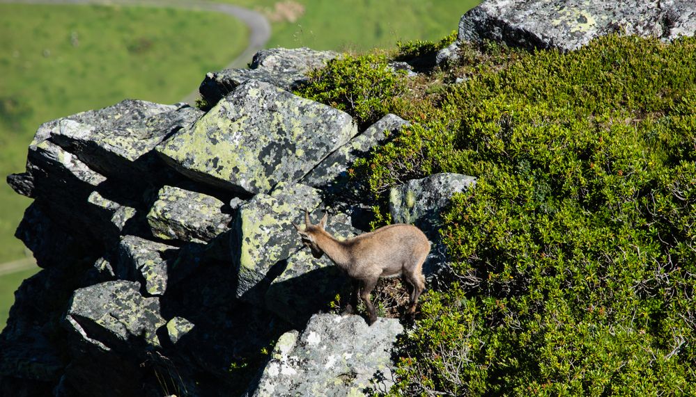 Steingeiss in den Felsen