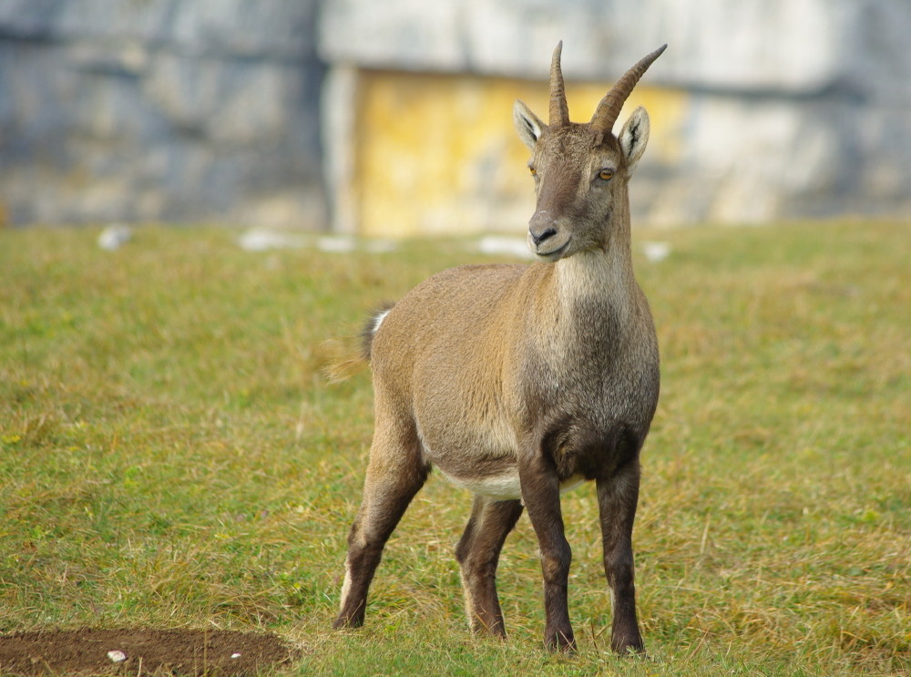 Steingeiss in freier Wildbahn