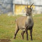 Steingeiss in freier Wildbahn