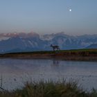 Steingeiss mit Alpenpanorama