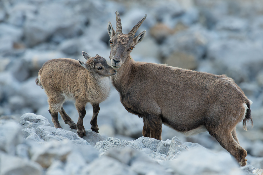 Steingeiss mit Kitz (Alpensteinbock)