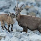 Steingeiss mit Kitz (Alpensteinbock)