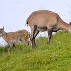 Steingeiss mit Nachwuchs