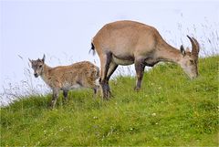 Steingeiss mit Nachwuchs