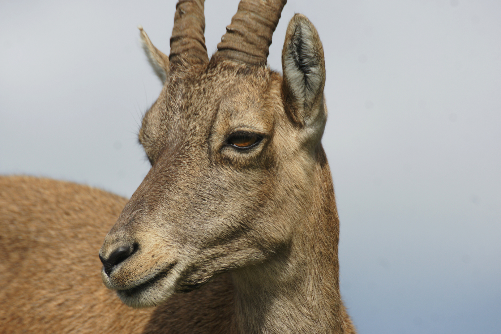 Steingeiss Portrait