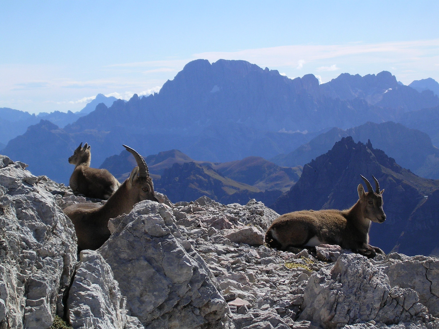 Steingeißen am Piz Boè