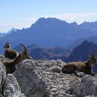 Steingeißen am Piz Boè