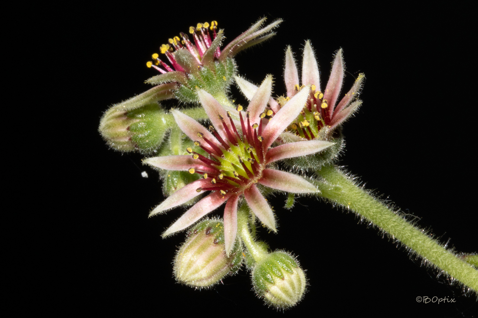 Steingewächs Blüten mit Knospen