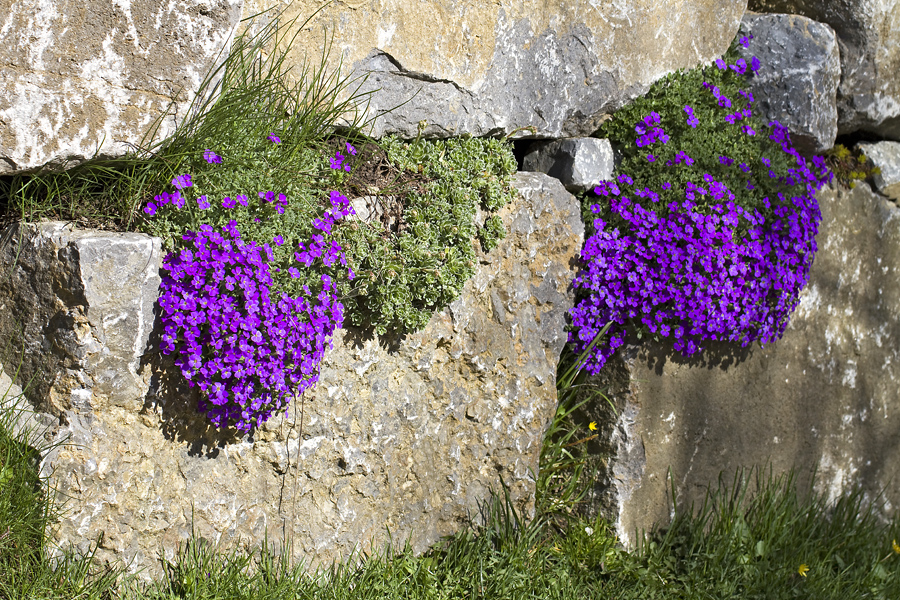 Steingewächse Foto & Bild pflanzen blüten, blüten, frühjahr