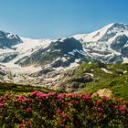 Steingletscher am Sustenpass...