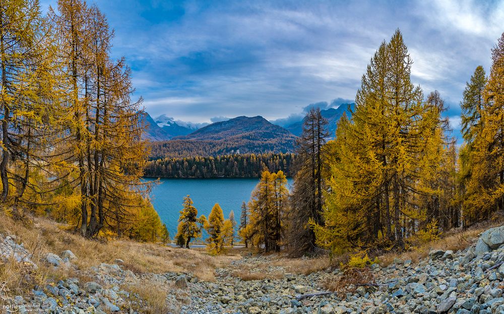 Steinhalde und Lärchen