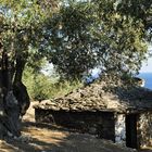 Steinhaus und die alte Olive