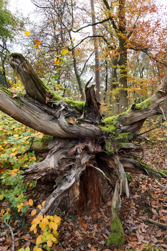 Steinheimer Wald: Die alte Wurzel