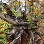 Steinheimer Wald: Die alte Wurzel