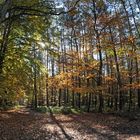 Steinheimer Wald: Herbstlicht 01