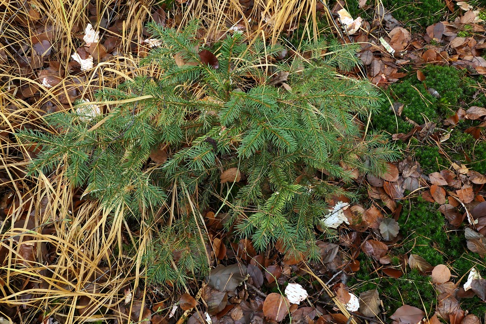 Steinheimer Wald: Naturverjüngung Fichte