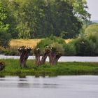 Steinhorster Becken. Der Storch, der eine zweiköpfige Brut ernährt 05.2015