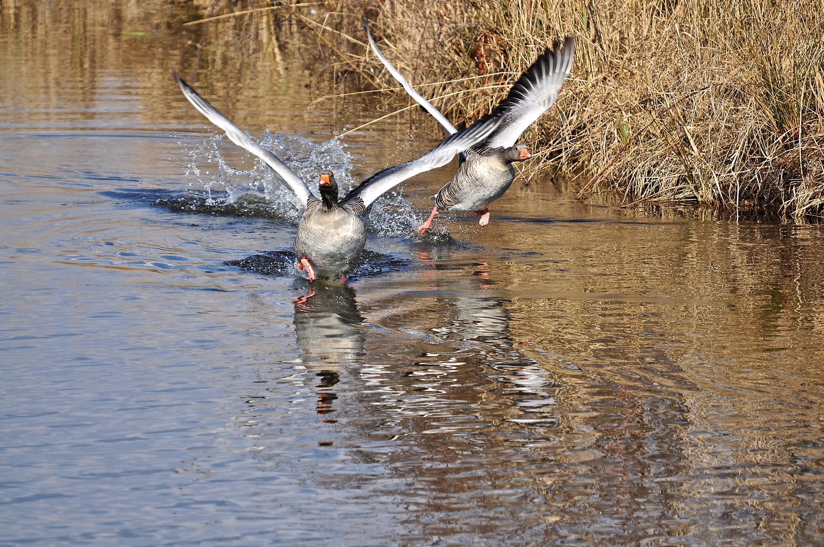 Steinhorster Becken Gans 1