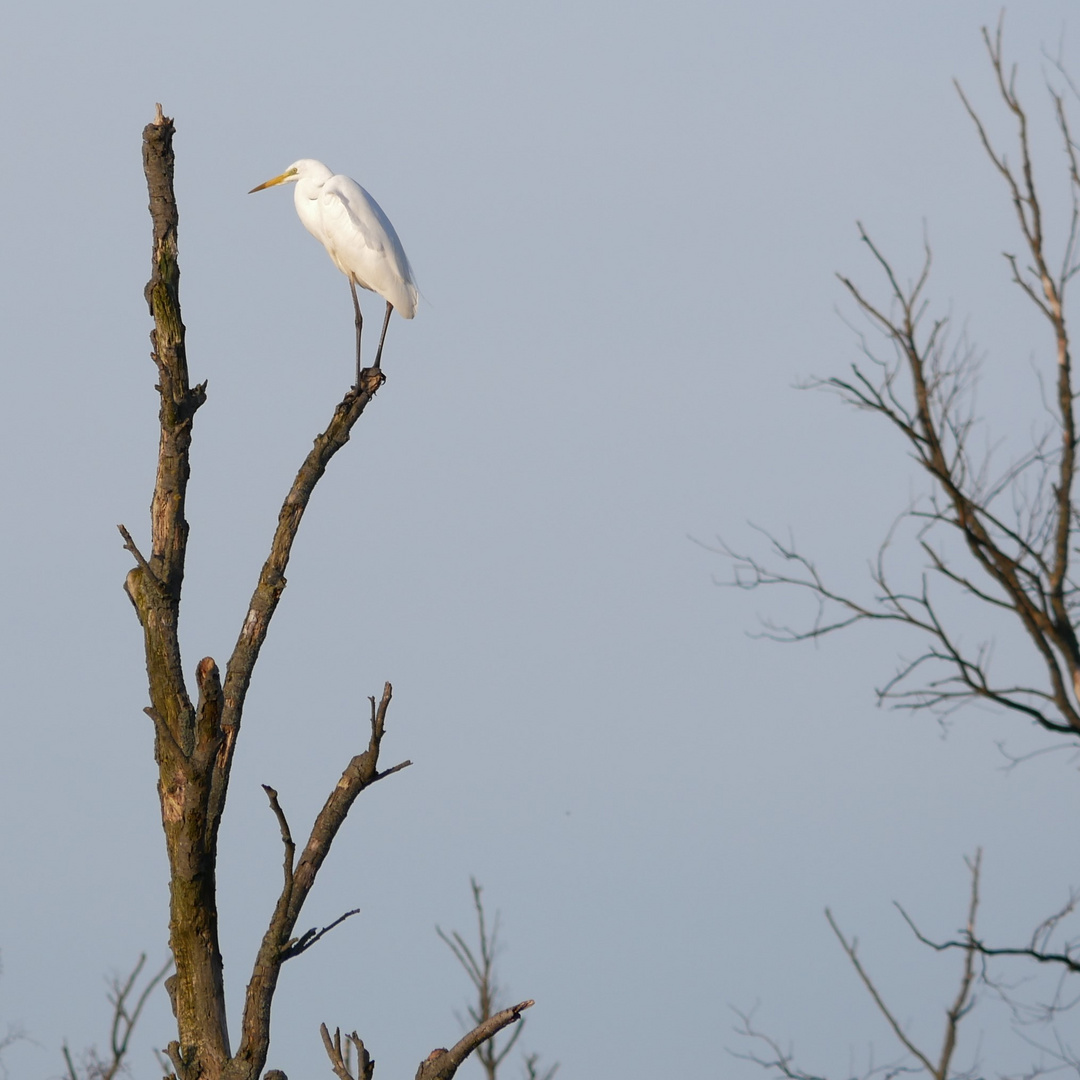 Steinhuder Meer