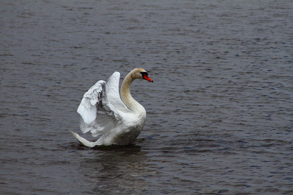 Steinhuder Meer