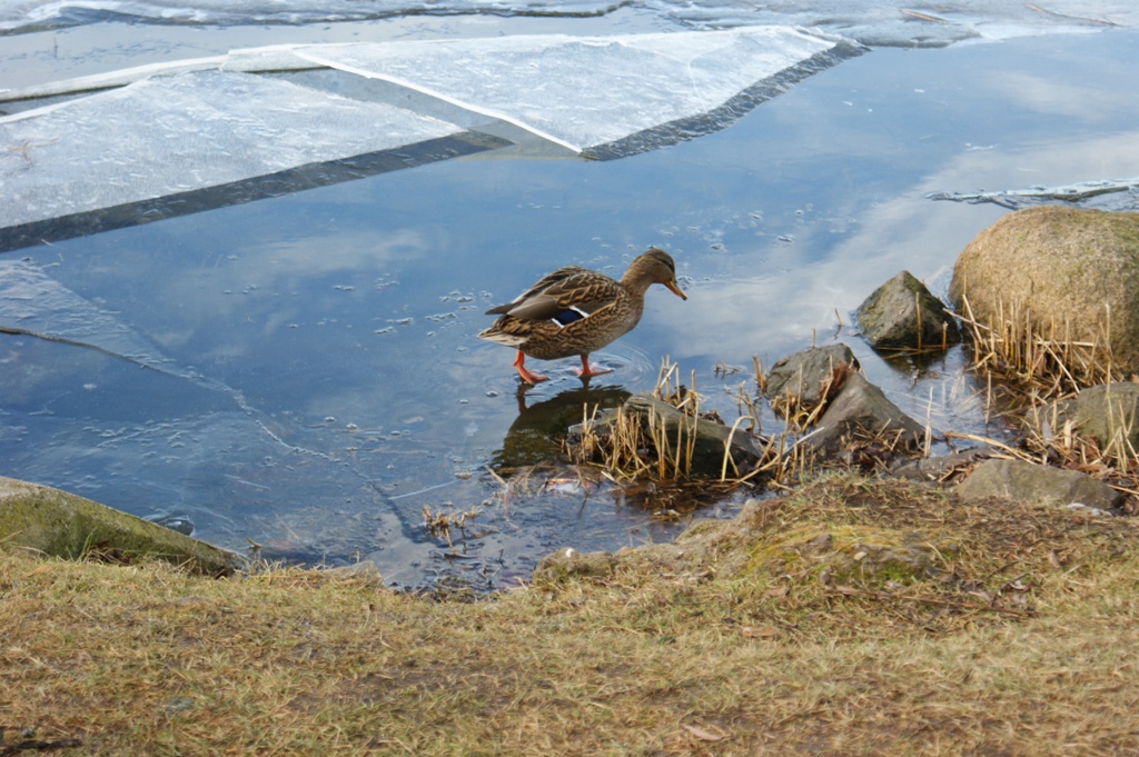 Steinhuder Meer und eines seiner Liebhaber