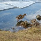 Steinhuder Meer und eines seiner Liebhaber