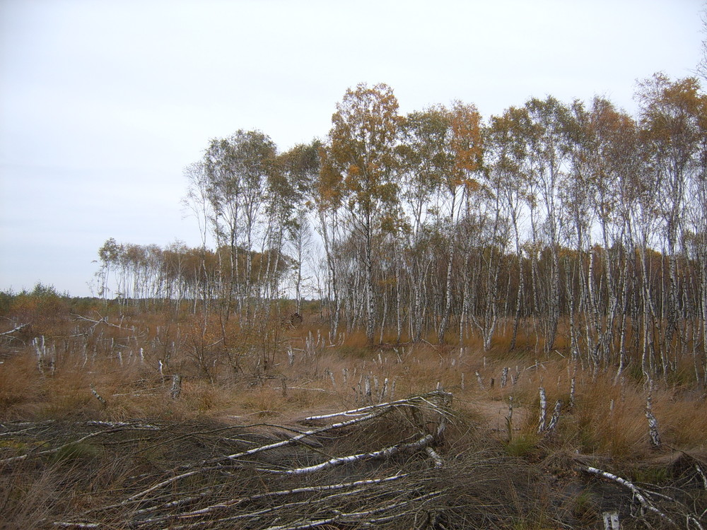 Steinhudermeer