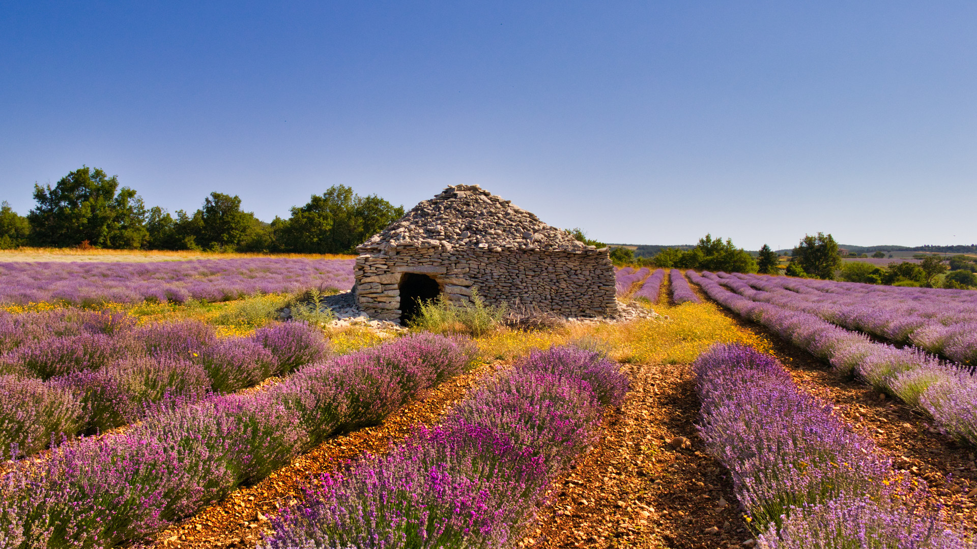 Steinhütte im Lavendel 2