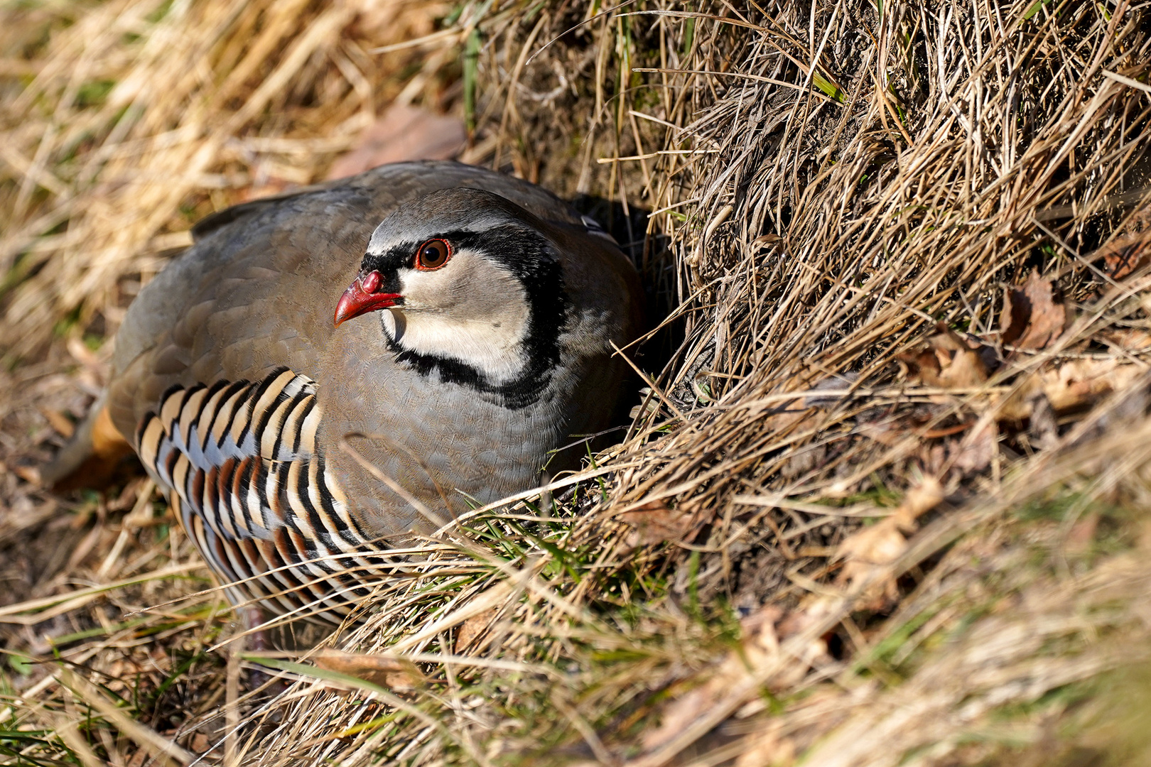 Steinhuhn aus nächster Nähe.