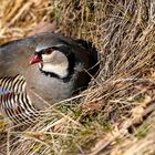 Steinhuhn aus nächster Nähe.