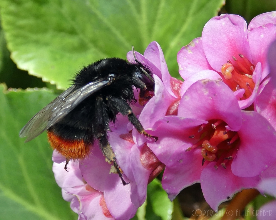 Steinhummel