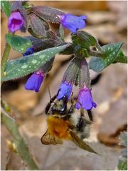 Steinhummel