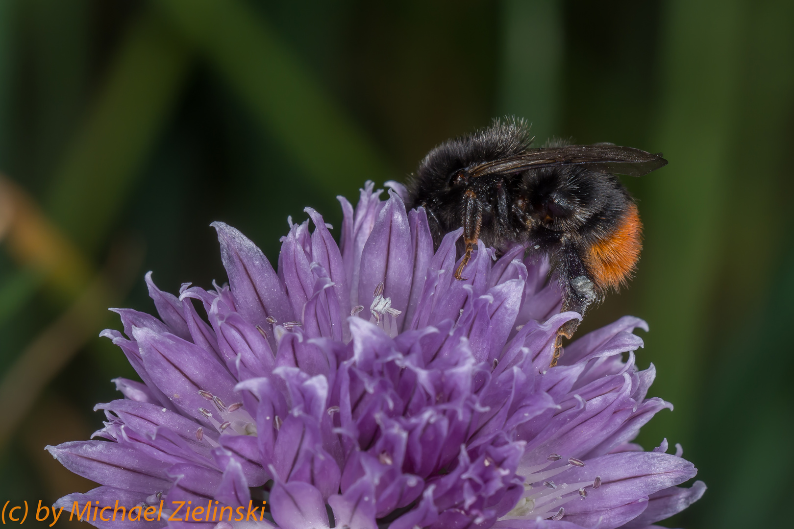 Steinhummel