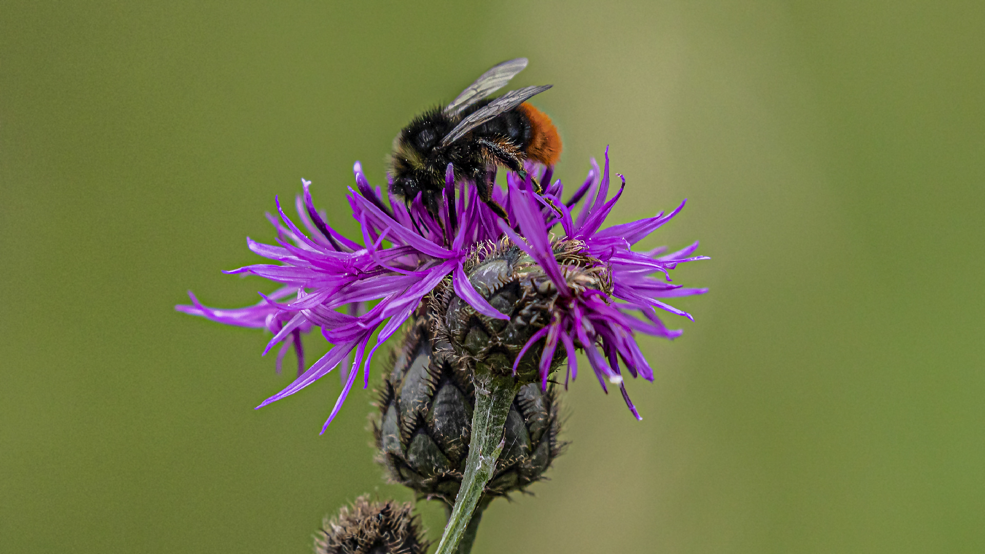 Steinhummel