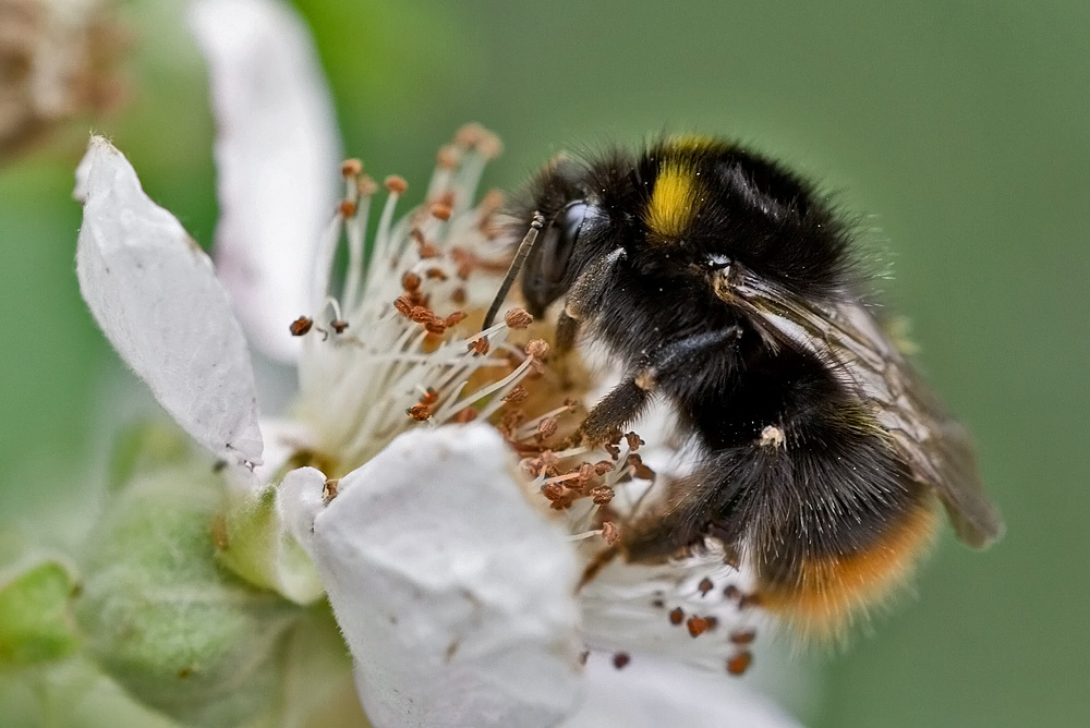 Steinhummel