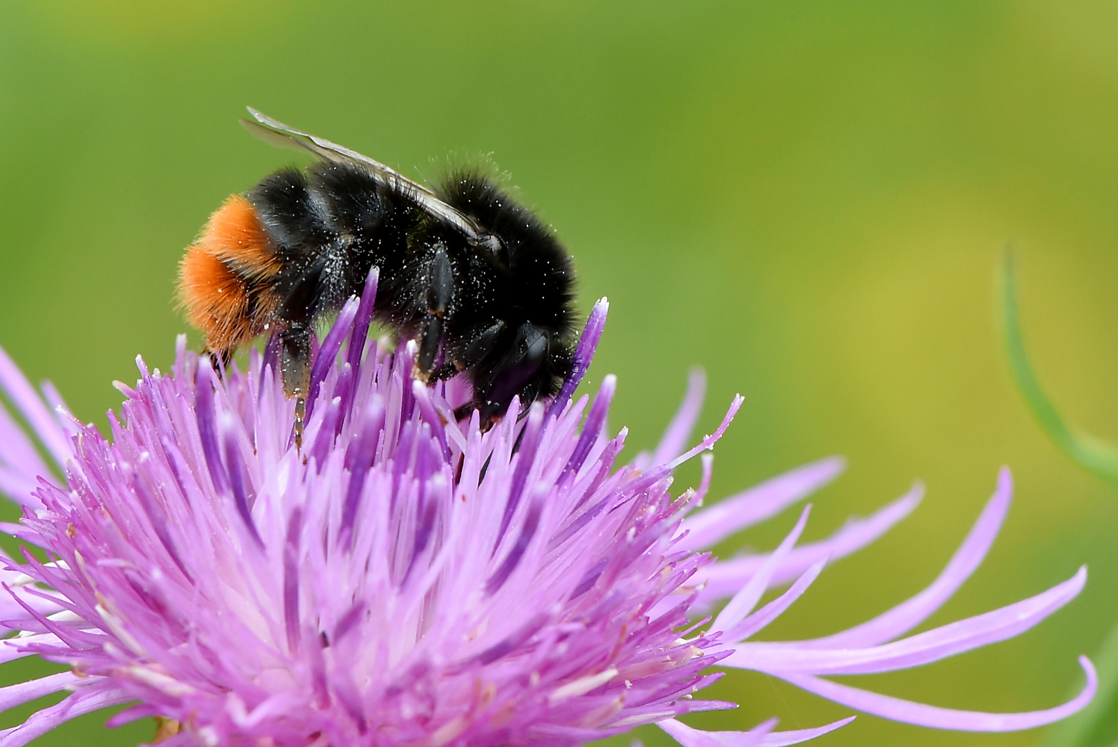 Steinhummel