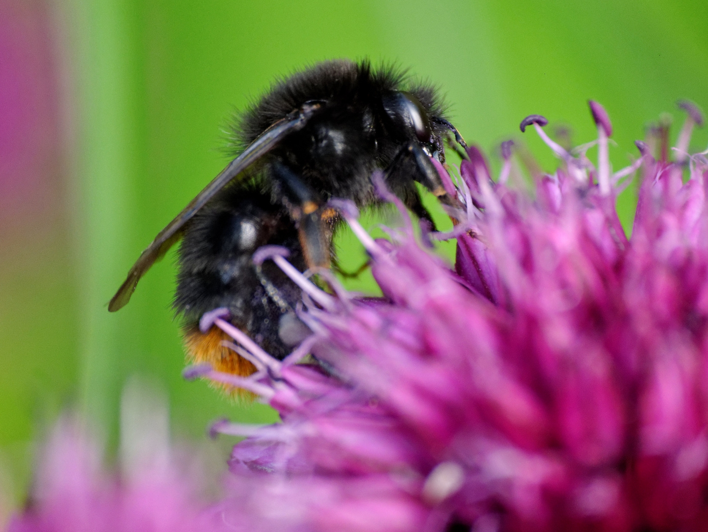 Steinhummel