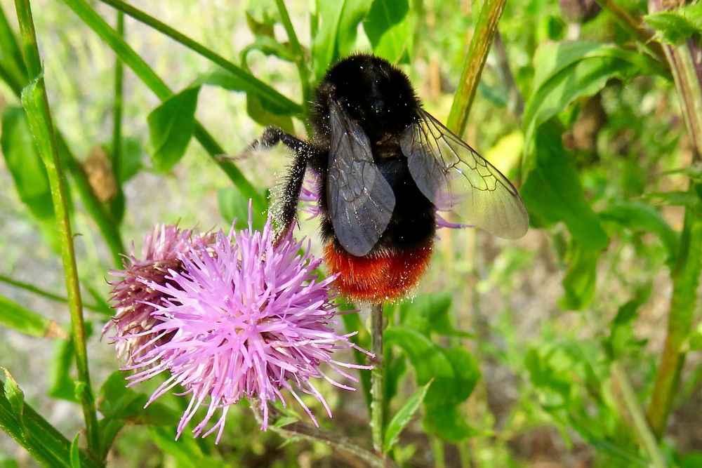 Steinhummel